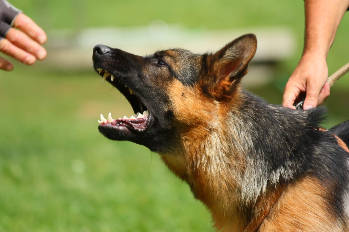 A German Shepherd is growling and baring its teeth, held back by its leash.
